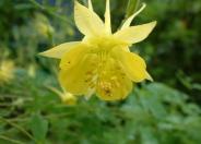 Columbine Selection