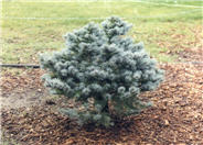 Globe Blue Spruce