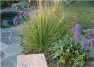 Variegated Reed Grass