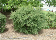 Dark Star Ceanothus