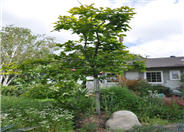 Japanese or Oriental Persimmon