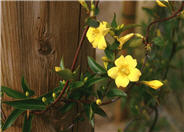 Carolina Jessamine