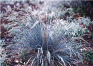 Rainbow Fescue