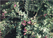 Sweet-Pea Shrub