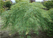 Lace Leaf Japanese Maple