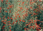 California Fuchsia, Zauschneria