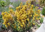 Kangaroo Paw Selection