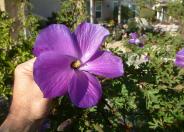 Purple Delight TM Lilac Hibiscus