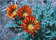 Copper King Gazania