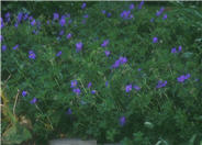 Johnson's Blue Cranesbill