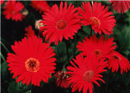 Gerbera,Transvaal Daisy