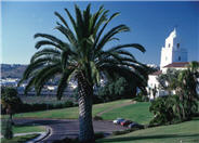 Canary Island Date Palm