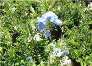 Cape Plumbago