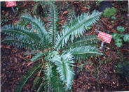 Western Sword Fern, Alaska Fern