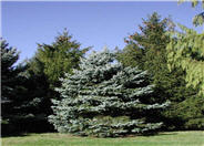 Colorado Blue Spruce