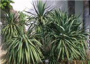 Curve-leaf Yucca