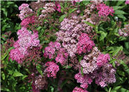 Little Princess Japanese Spirea