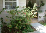 Flowering Maple