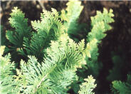 American Arborvitae