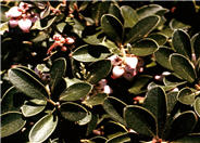 Bearberry